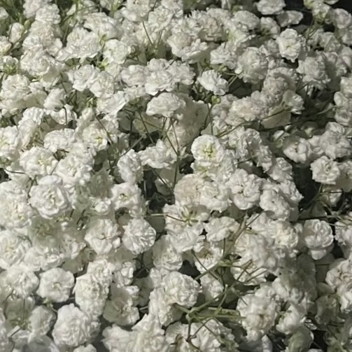 Gypsophila