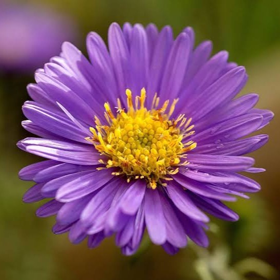 Aster