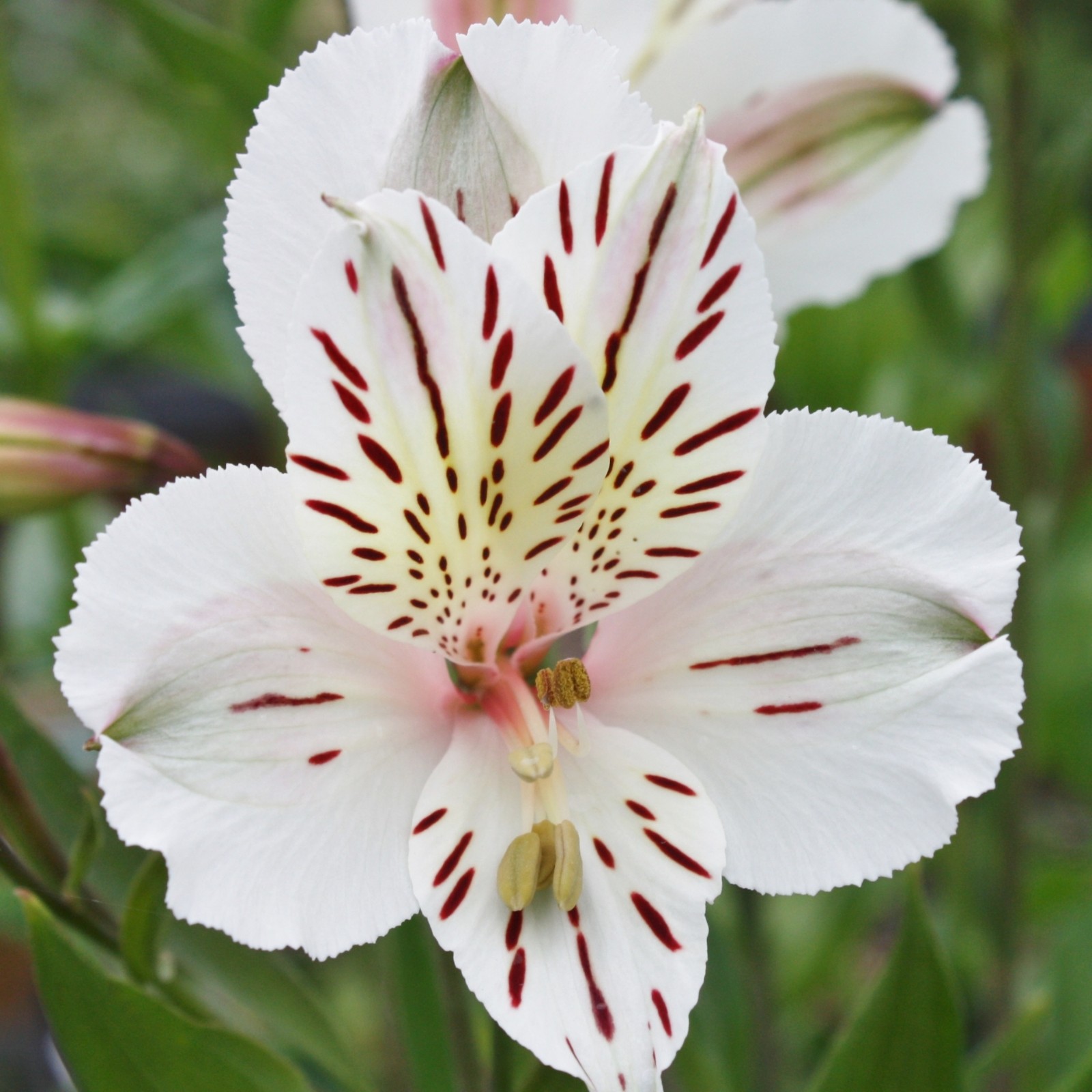 Alstroemeria