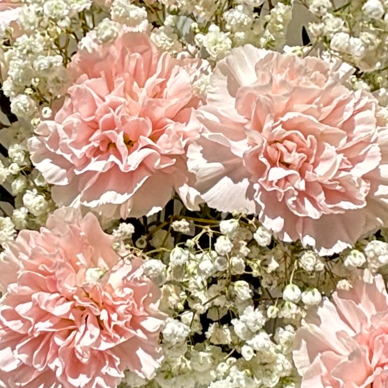 Carnations