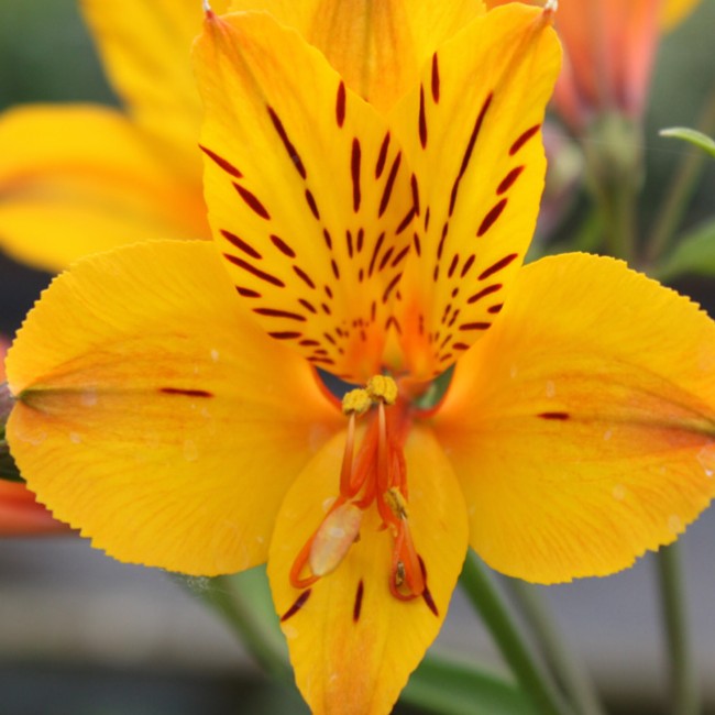 Alstroemeria