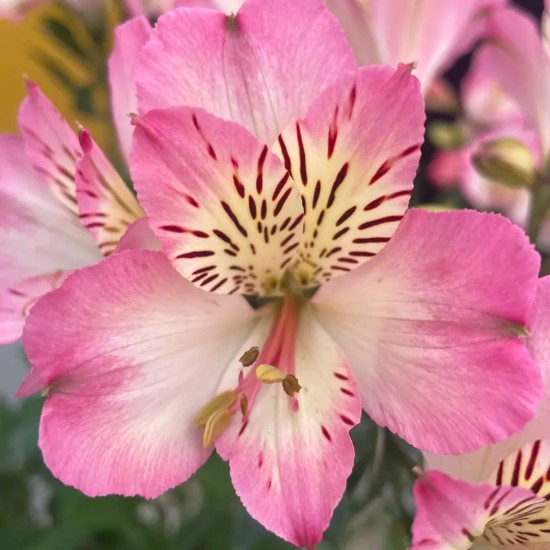 Alstroemeria