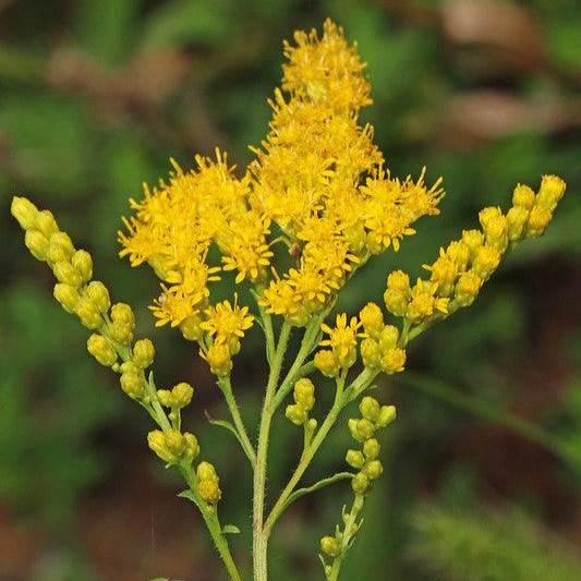 Goldenrod
