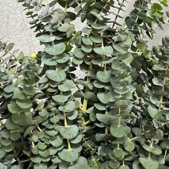 Eucalyptus