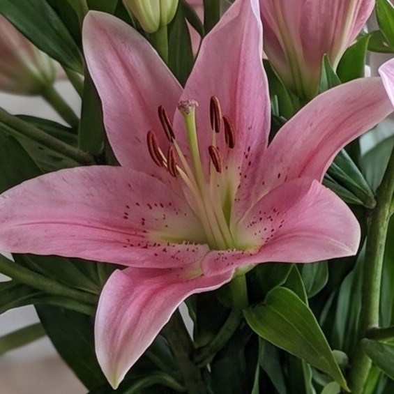 Lily