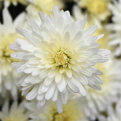 Chrysanthemum