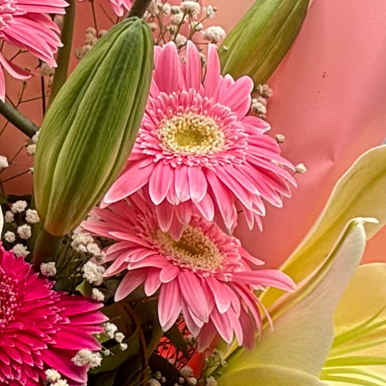 Gerbera