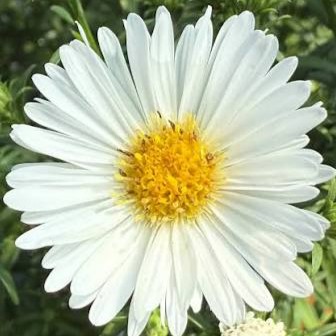 Aster