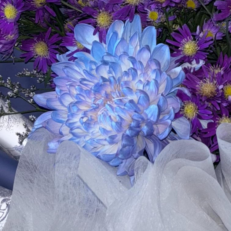 Chrysanthemum