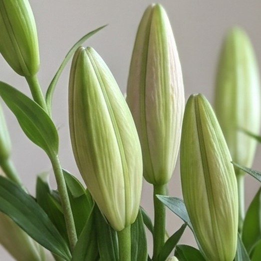 Lily