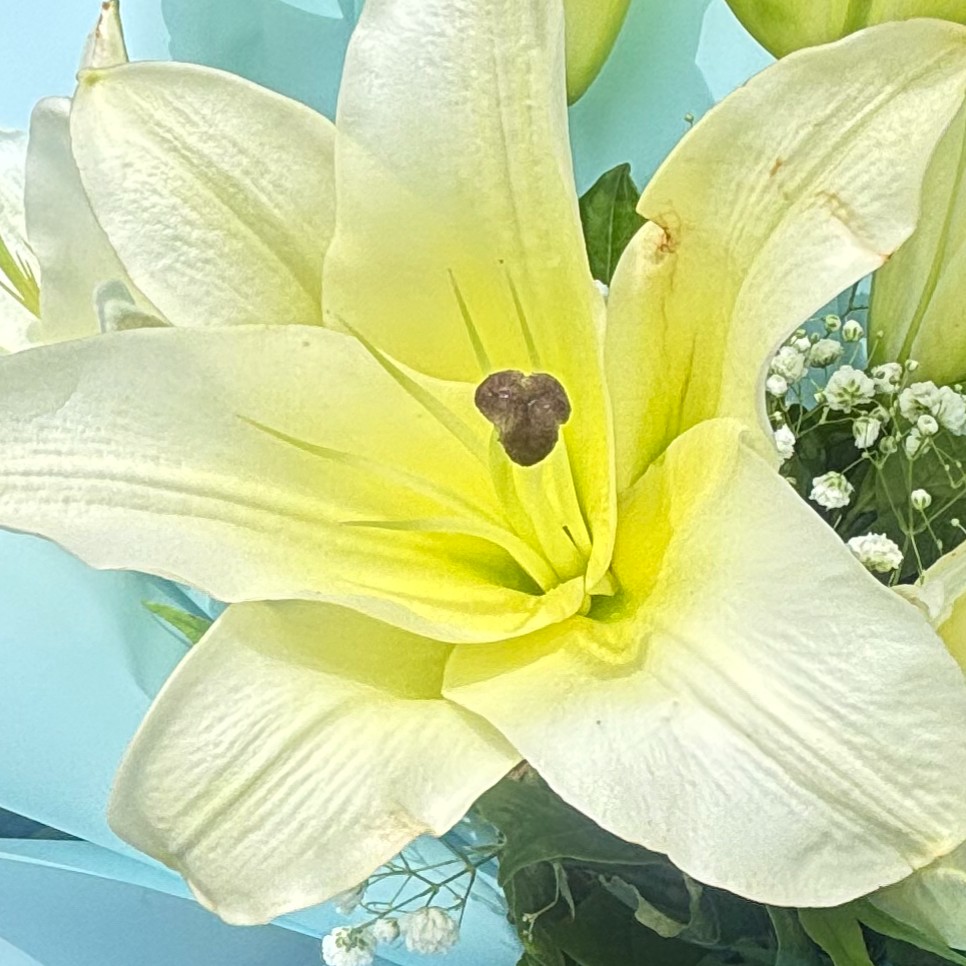 Lily
