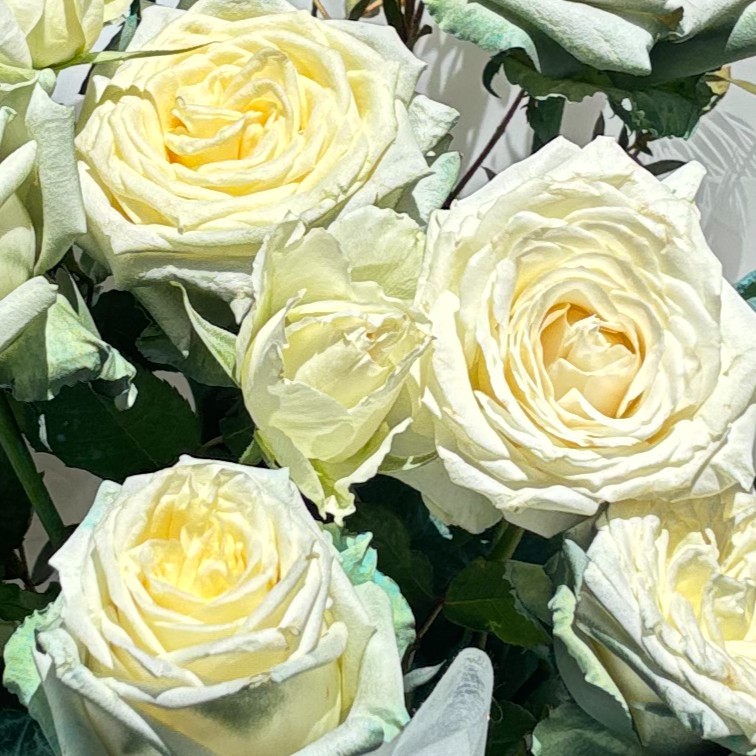 Roses